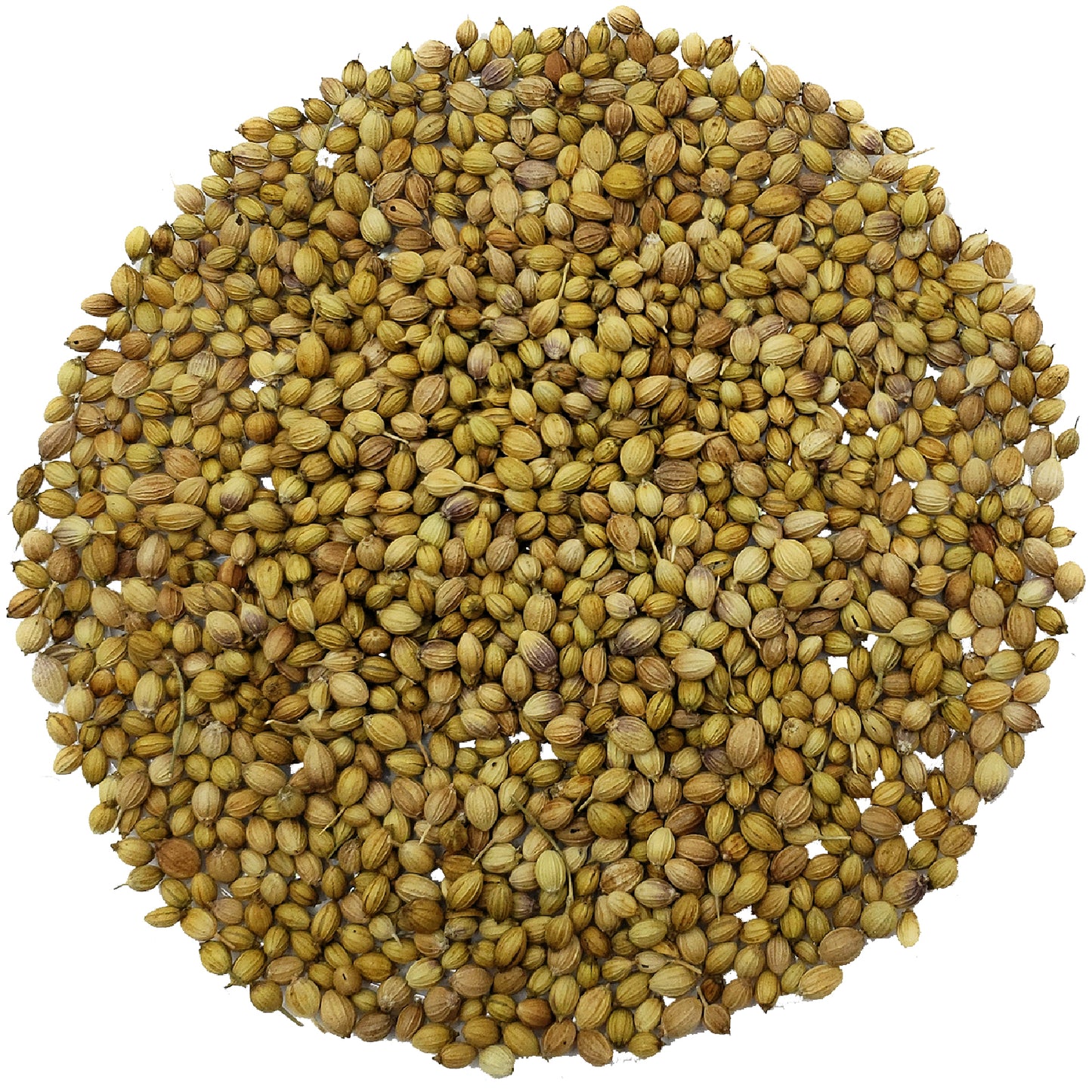 Coriander Seeds Whole